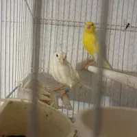 قناری نروماده