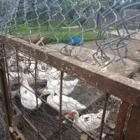 فروش مرغ و غاز محلی سالم عباس آباد روستای ولیکستان