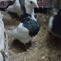 کبوترطوقی دم سفیدزارچ