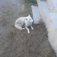 فروش سگ هاسکی سفید