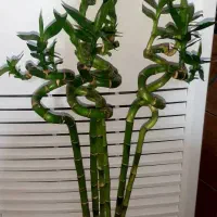 فروش فوری  منزل ویلایی