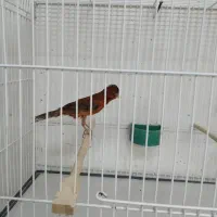 قناری بلند،سرخ برفکی هلندی،سوخته سرخ|پرنده|مشهد, امام خمینی|دیوار