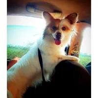 سگ اشپیتز روباهی|سگ|سرخنکلاته, |دیوار