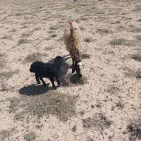 گوسفند بره دار دندان سالم بره ماده