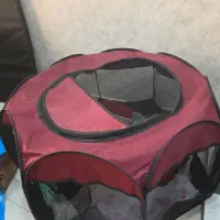 یک جفت خرگوش خانگی با مزه|موش و خرگوش|شیراز, لاله|دیوار