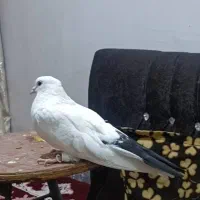 ماده دمبی