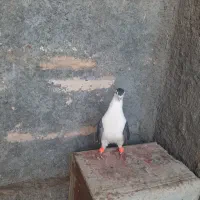 سیاه پشت