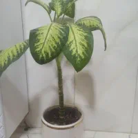 گل دیفن|گل و گیاه طبیعی|گرگان, |دیوار