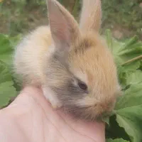 بچه خرگوش زیبا