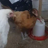 مرغ و خروس نژاد دار|حیوانات مزرعه|مشهد, محمدآباد|دیوار