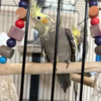 طوطی عروس مولد|پرنده|قائم‌شهر, |دیوار