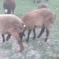 دو عدد بره نروماده|حیوانات مزرعه|فاضل آباد, |دیوار