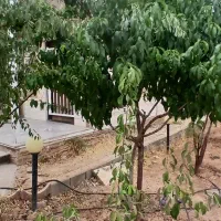 باغچه ویلا۳۵۰ متر سه کنتور اصلی شخصی دماوند|فروش خانه و ویلا|دماوند, گیلاوند|دیوار