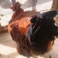 یک عدد خروس هلندی سالم