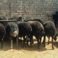 بره کشتاری با قصابی رایگان
