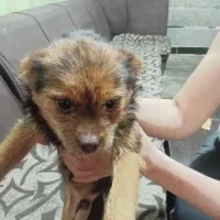 سگ واکذاری نر