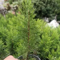 لاوسون سطل 3