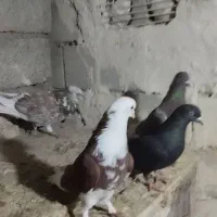 کبوتر پرشی|پرنده|اشنویه, |دیوار