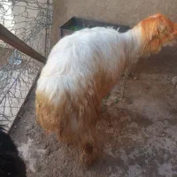 بره‌کری|حیوانات مزرعه|مسجد سلیمان, |دیوار