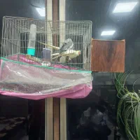 عروس هلندی|پرنده|اردبیل, |دیوار