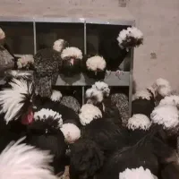 نیمچه مرغ و خروس سلطان لهستانی گلین بلک استار