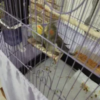 عروس هلندی نر ماده جفت|پرنده|پاکدشت, پاکدشت (مامازند)|دیوار