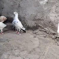 کبوتر