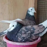 کبوتر