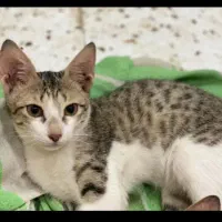 گربه گمشده همراه با مژدگانی
