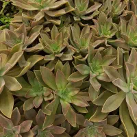 گل تزئینی .|گل و گیاه طبیعی|خلجستان, |دیوار