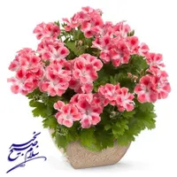 استخدام نیمه وقت خانم مجردمسلط کامپیوتروحسابداری