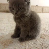 گربه|گربه|جوانرود, |دیوار