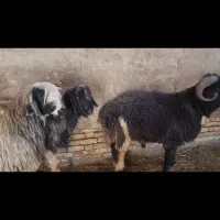 قوچ بختیاری