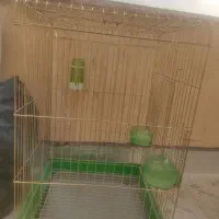 جفت عروس هلندی نر و ماده|پرنده|شاهین‌شهر, فردوسی|دیوار