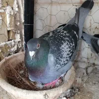 کفتر مسافتی شناسنامه‌دار