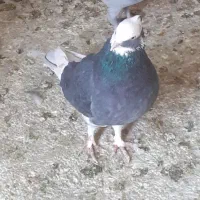 کفتر رنگی و پلاکی|پرنده|فردیس, فردیس|دیوار