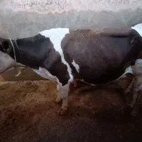 گاو با گوساله