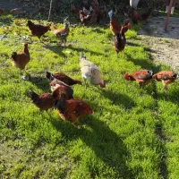 مرغ و خروس محلی|حیوانات مزرعه|تولم شهر, |دیوار