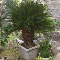 یک  عدد سیکاس