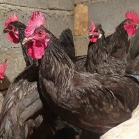 ۶عدد خروس مشکی زاغ محلی درشت ۷ماهه جوان فسا