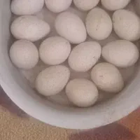 تخم بوقلمون