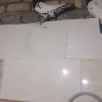 کله سیاه نر ماده کاکل بسیار خوش استایل