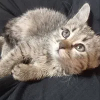 واگزاری بچه گربه بازی گوش