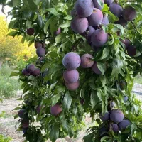 تولید نهال آلو کالیفرنیا