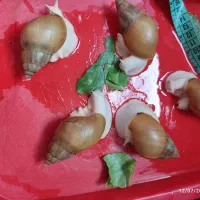 حلزون کلاژن ساز|خزنده|شیراز, شهرک ولیعصر|دیوار