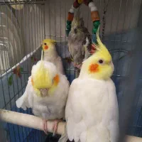 یک جفت عروس هلندی