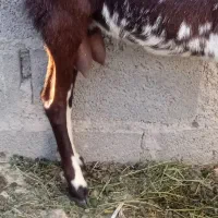 بزپنجاب دورگ آپس بز محلی شیری|حیوانات مزرعه|چابهار, |دیوار