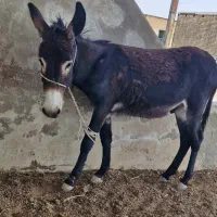 الاغ
