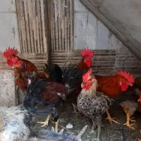 خروس وجوجه