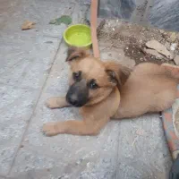 توله سگ نر پاکوتاه شناسنامه دار۲۵۰۰۰۰۰|سگ|بروجرد, |دیوار